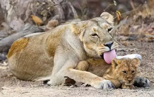 gujaratlions.jpg
