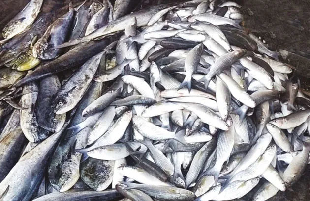 fishtuty4i.jpg