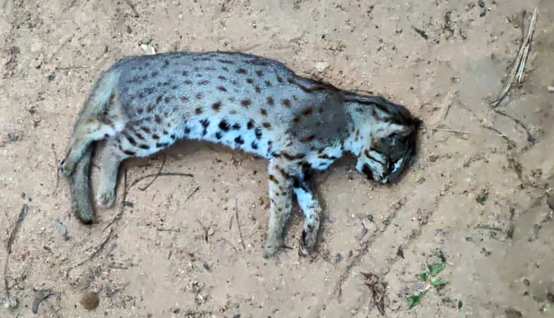 WildCat.jpg