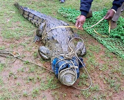 crocodilefile.jpg