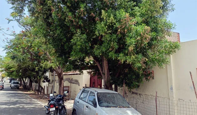 treetutycoco.jpg