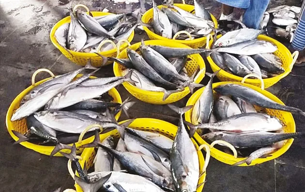 FishKoodaituty.jpg