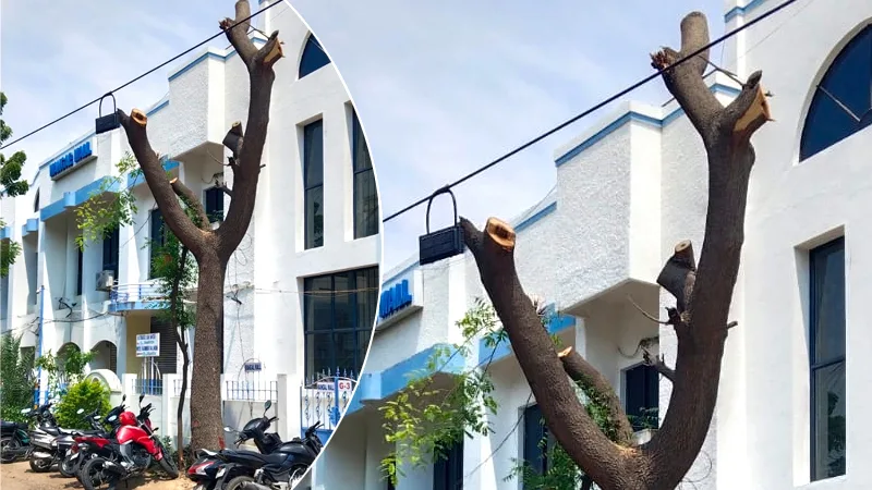 tutyTreeCut.jpg