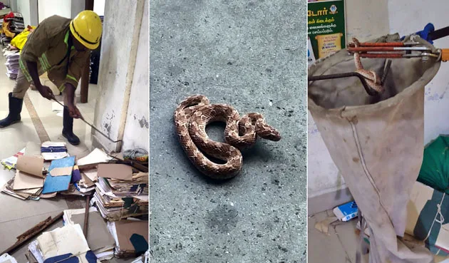 Snaketutyhinduoff.jpg