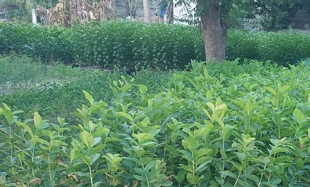 vilathiPlants.jpg