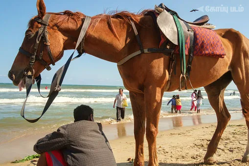 Horsebeach.jpg