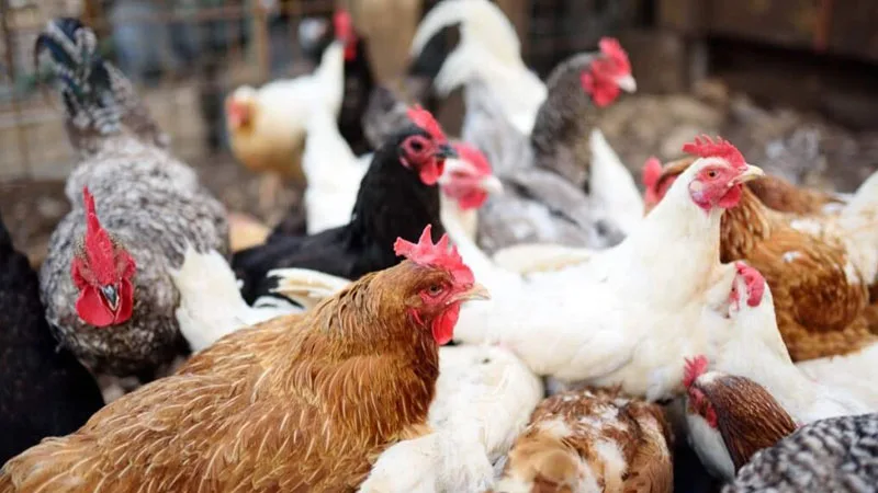 chickenFarm.jpg